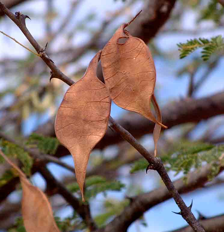 Acacia senegal var. rostrata