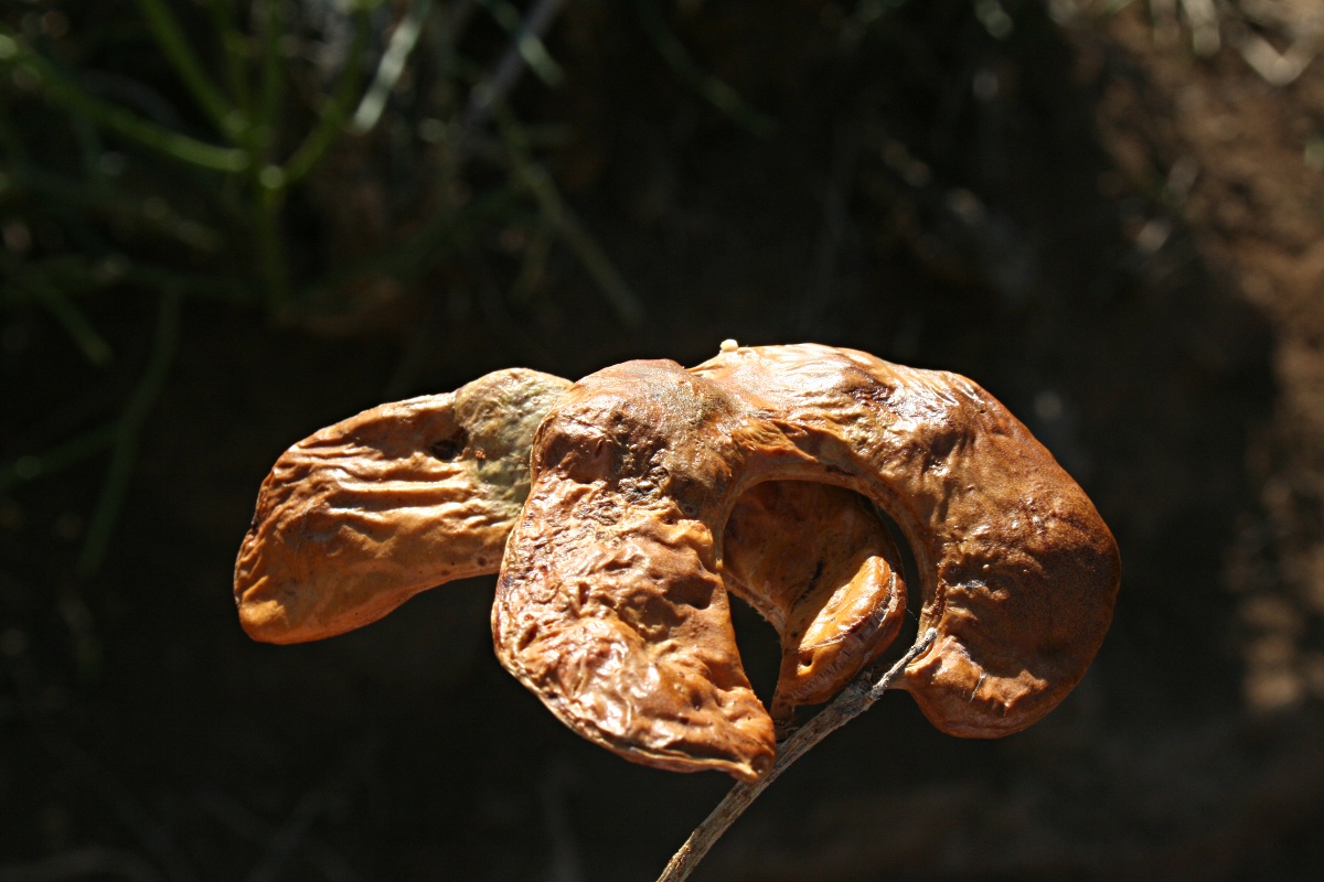 Faidherbia albida Faidherbia albida