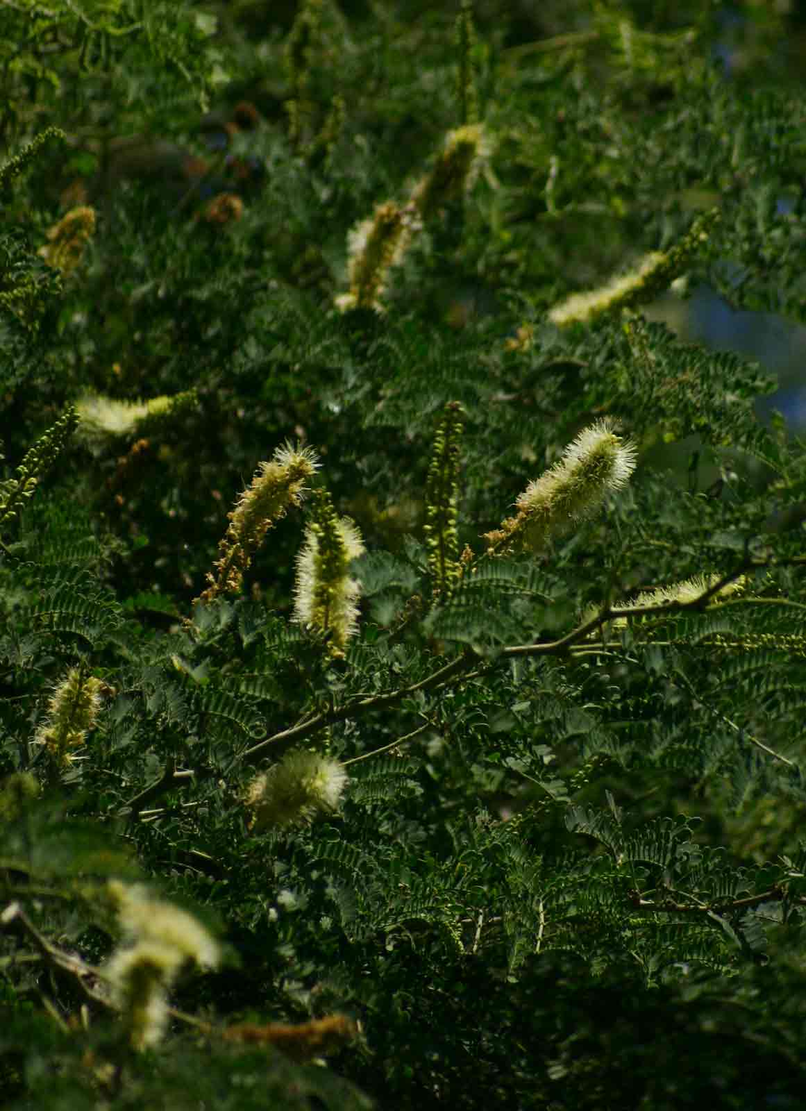 Faidherbia albida Faidherbia albida