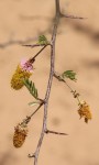 Dichrostachys cinerea