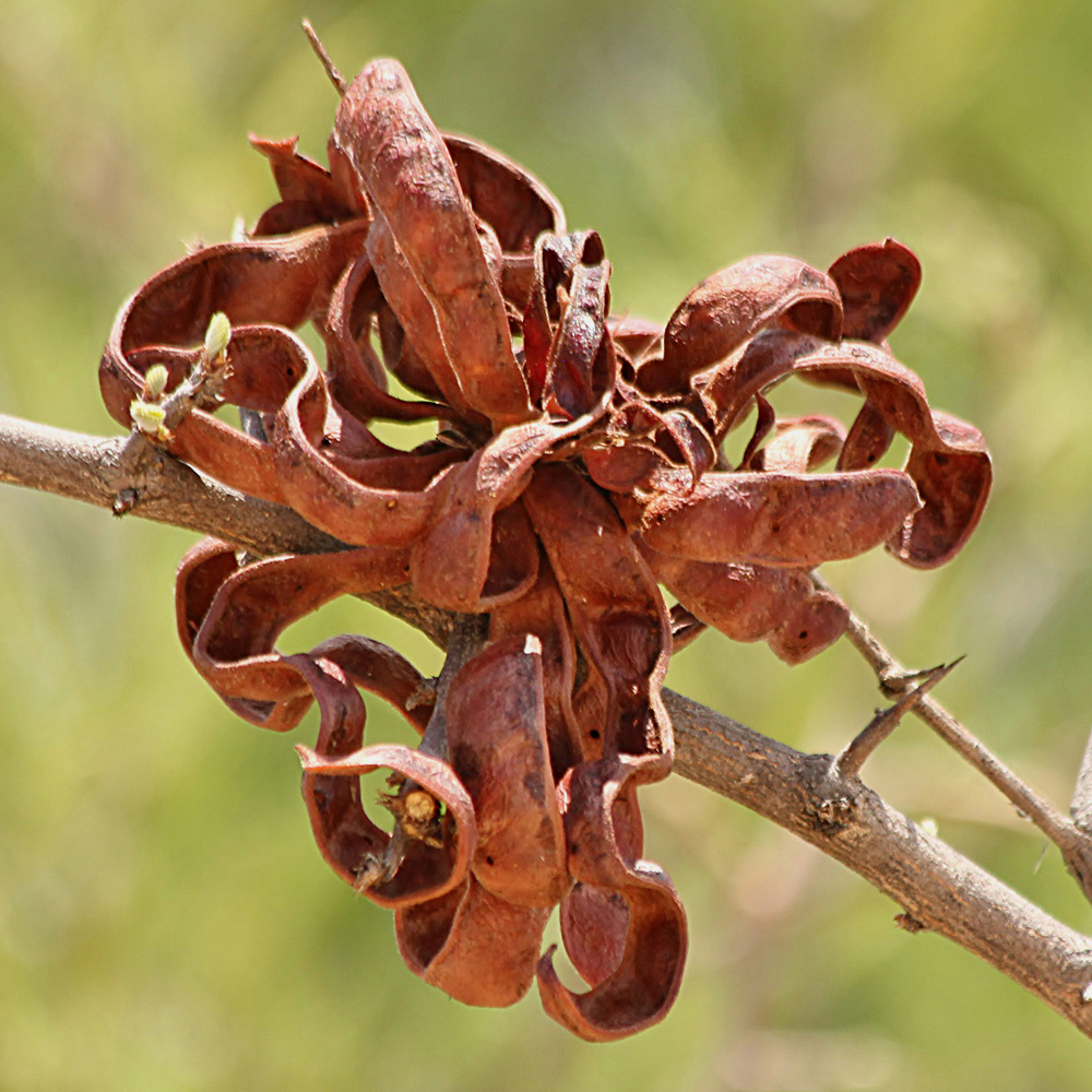 Dichrostachys cinerea Dichrostachys cinerea