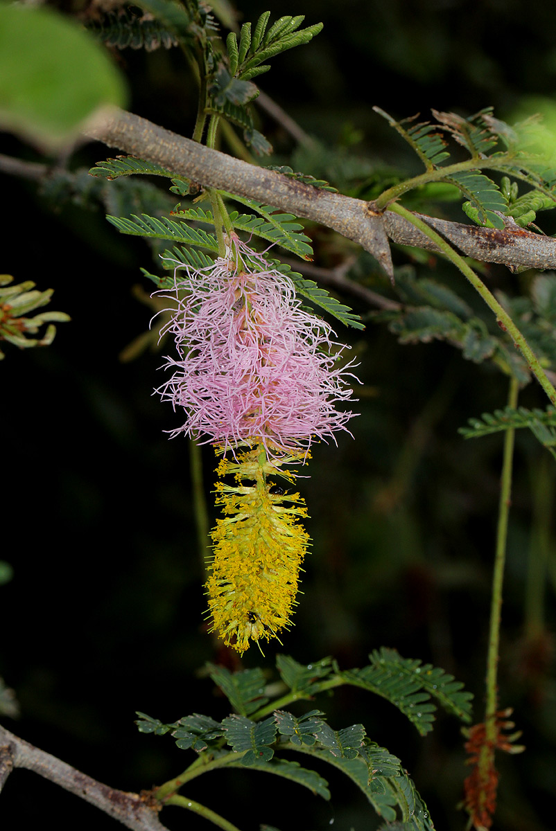 Dichrostachys cinerea Dichrostachys cinerea
