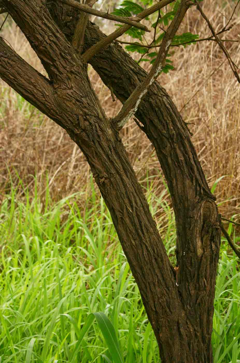 Dichrostachys cinerea Dichrostachys cinerea