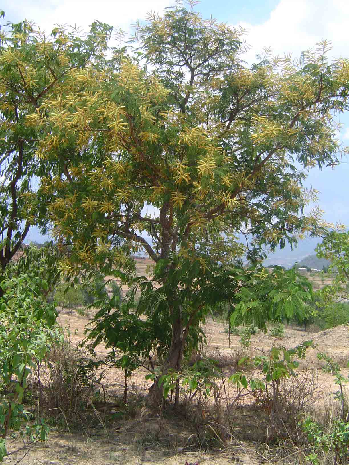 Entada abyssinica Entada abyssinica