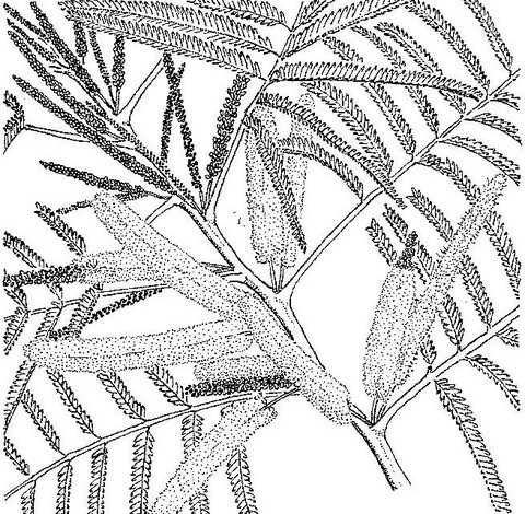 Entada abyssinica