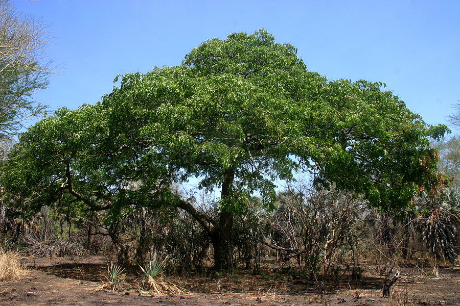 Afzelia quanzensis Afzelia quanzensis