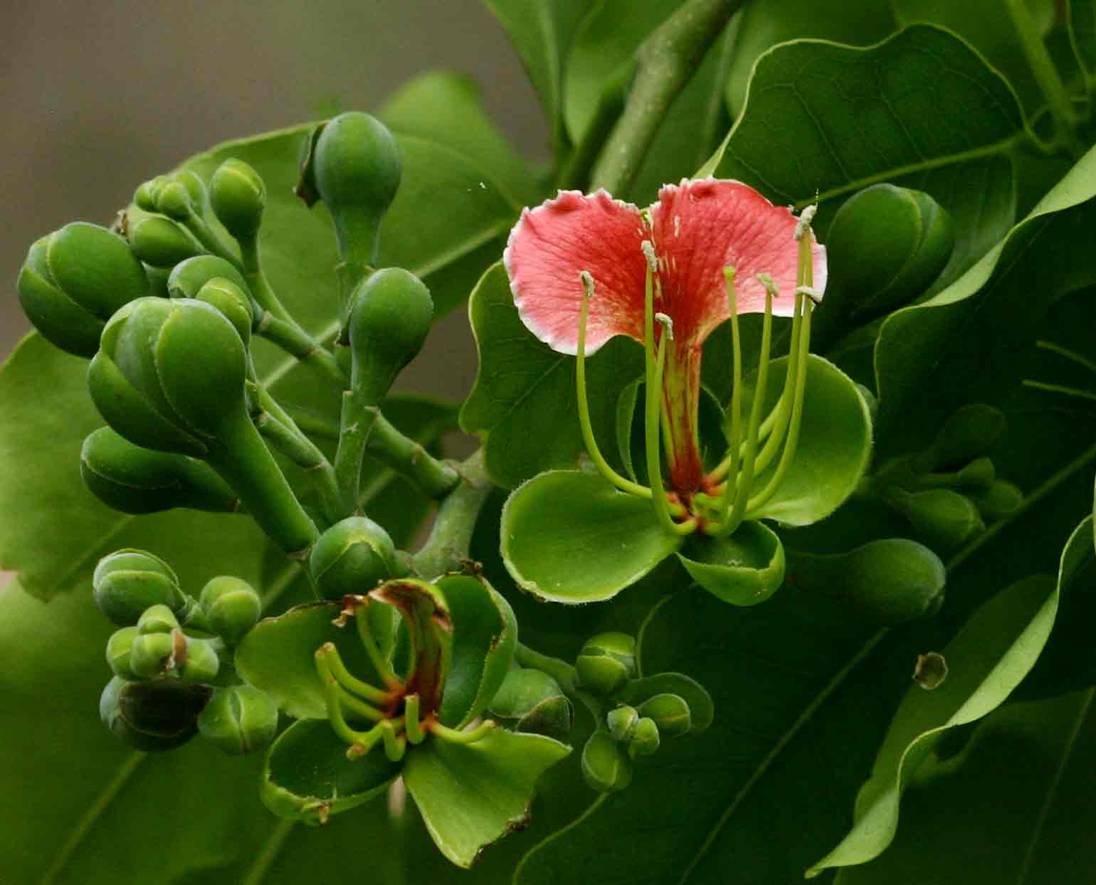 Afzelia quanzensis Afzelia quanzensis