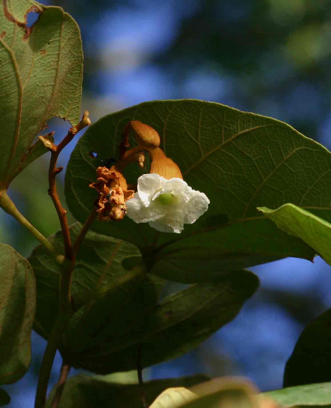 Piliostigma thonningii Piliostigma thonningii