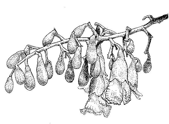 Piliostigma thonningii Piliostigma thonningii