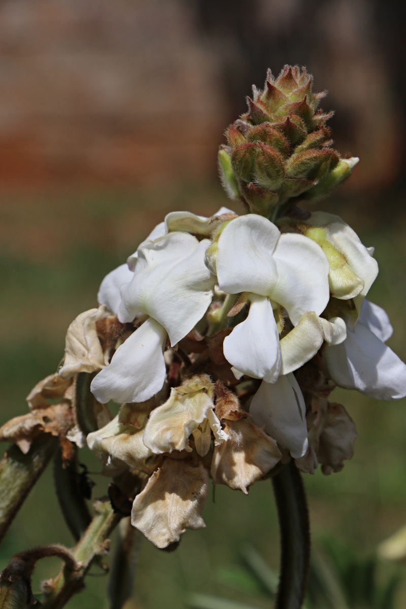 Tephrosia vogelii Tephrosia vogelii