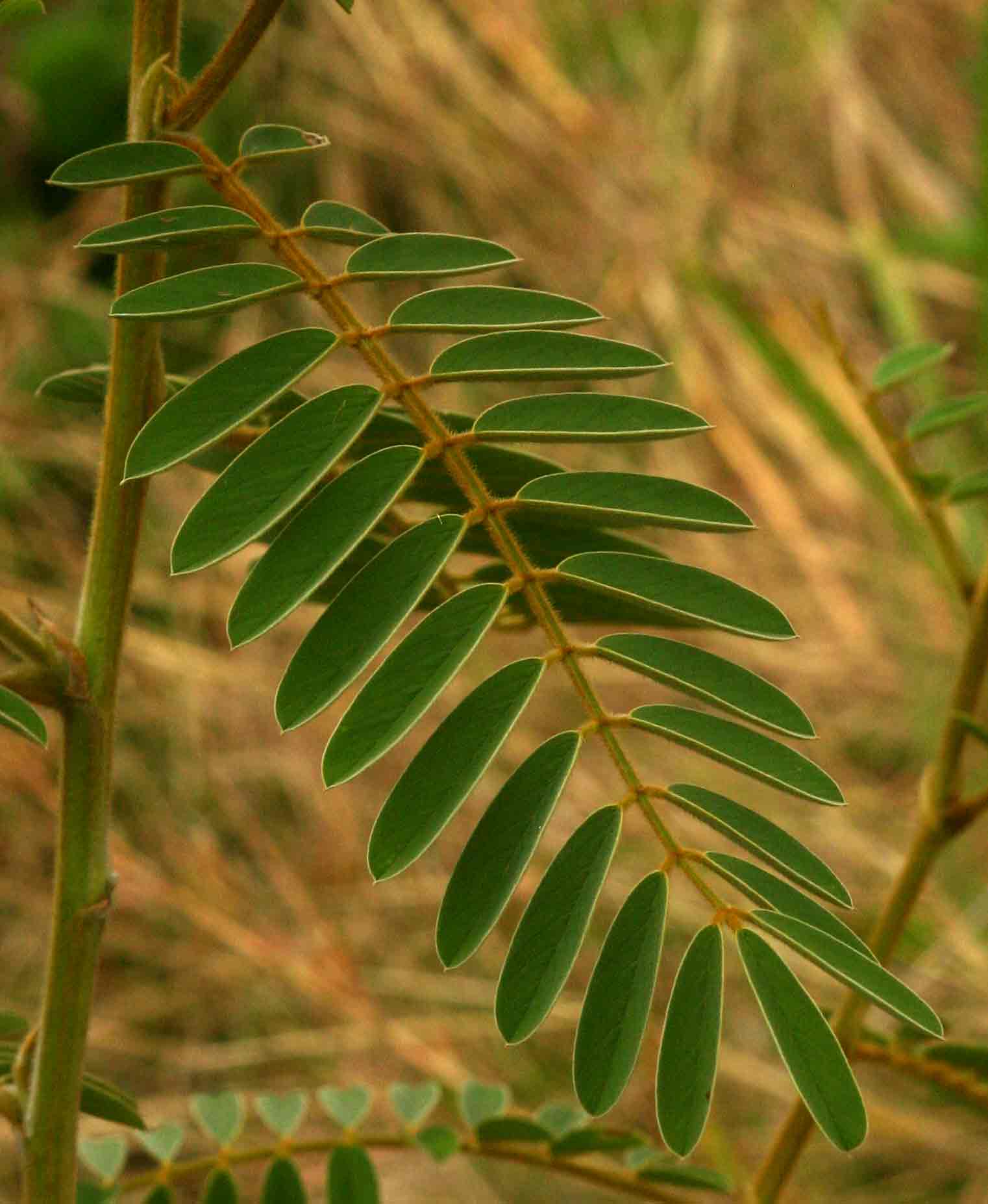 Tephrosia vogelii Tephrosia vogelii