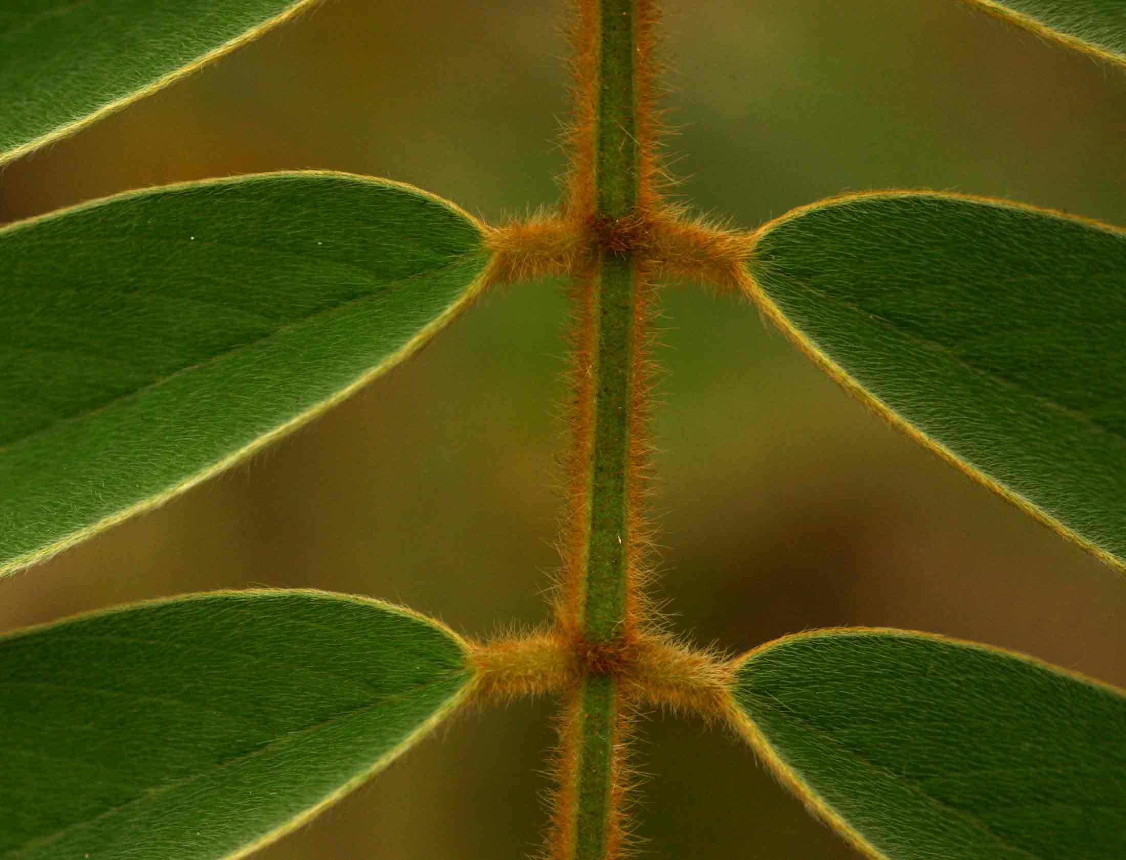Tephrosia vogelii Tephrosia vogelii