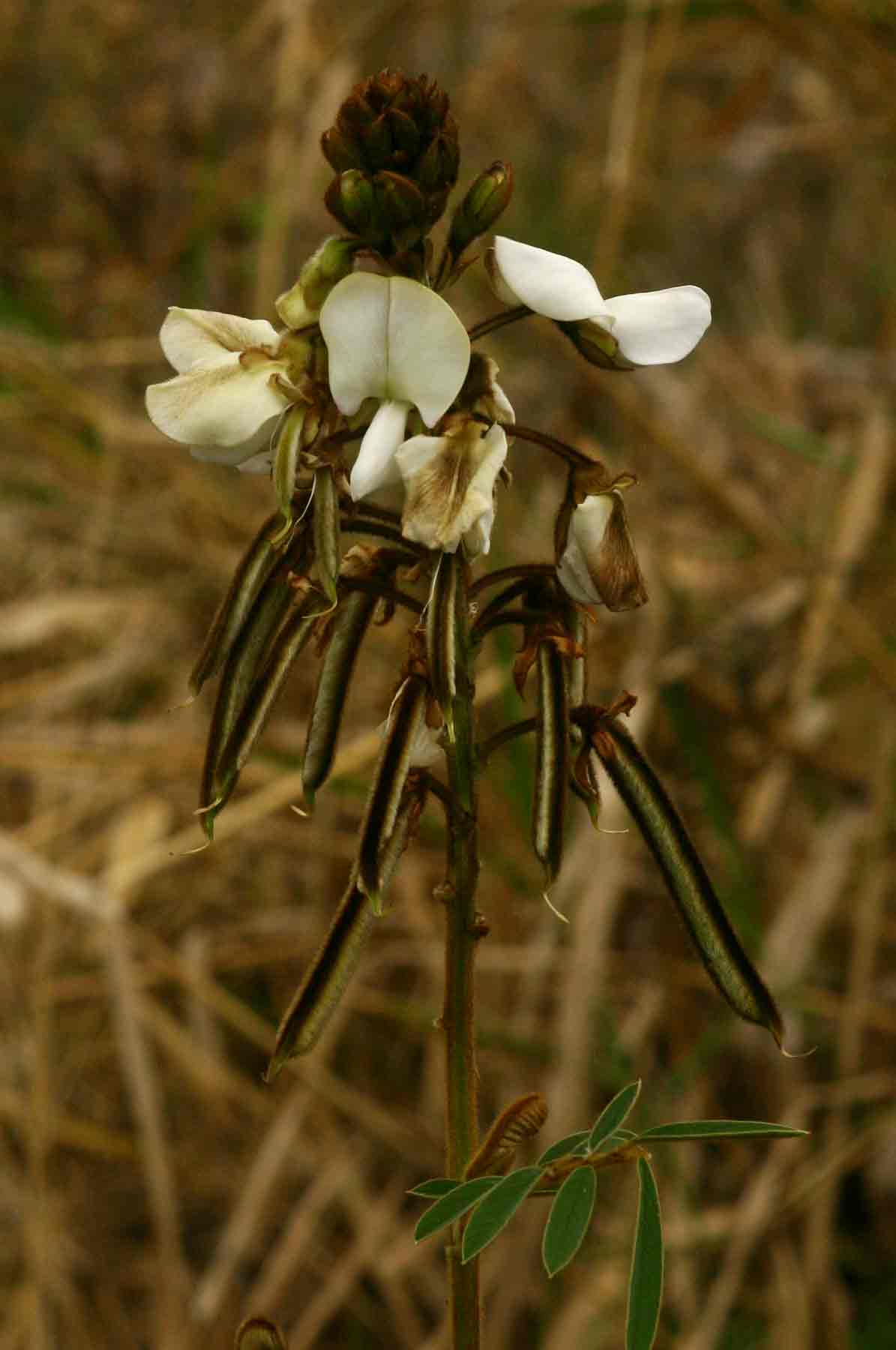 Tephrosia vogelii Tephrosia vogelii