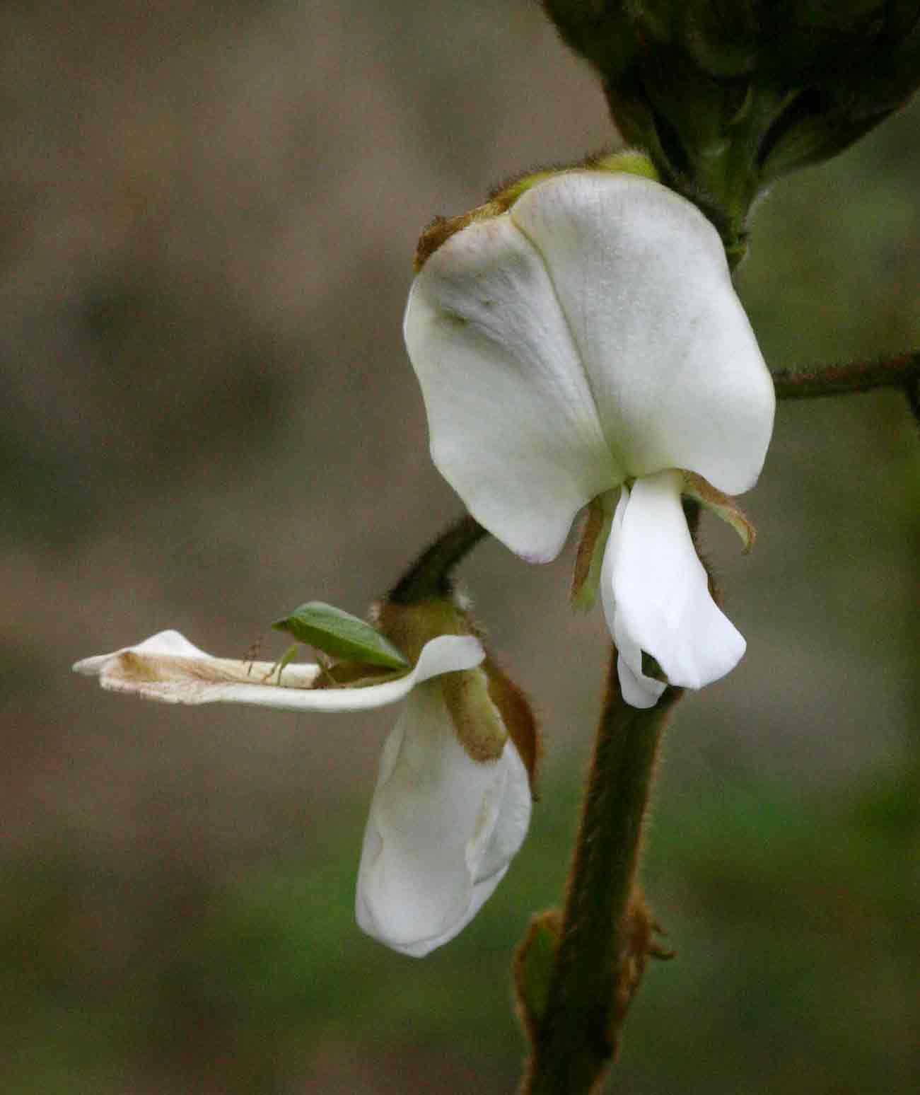 Tephrosia vogelii Tephrosia vogelii