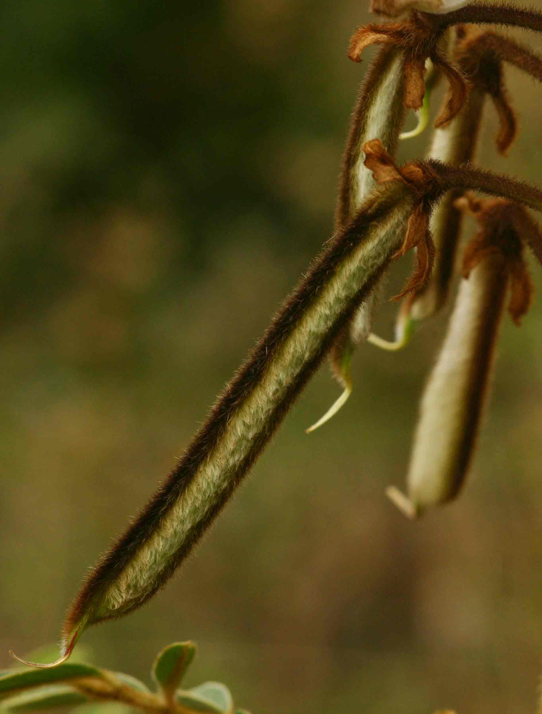 Tephrosia vogelii Tephrosia vogelii