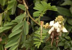 Tephrosia vogelii