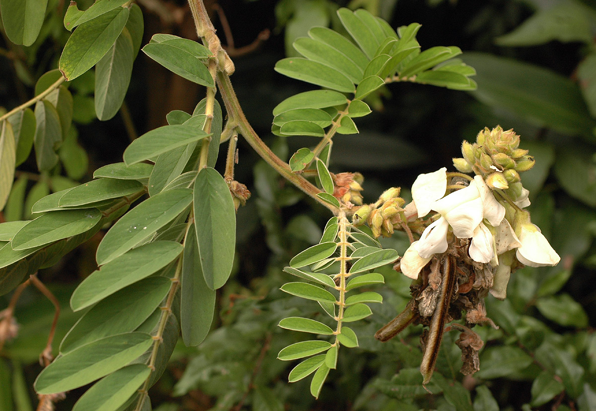 Tephrosia vogelii Tephrosia vogelii