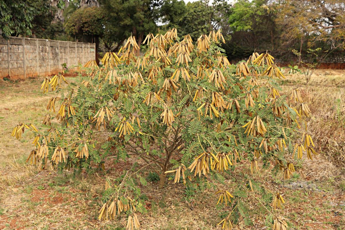 Tephrosia vogelii Tephrosia vogelii
