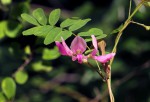Abrus precatorius subsp. africanus