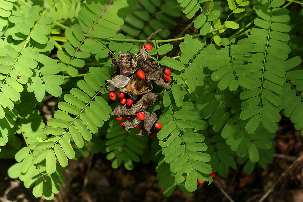 Abrus precatorius subsp. africanus Abrus precatorius subsp. africanus