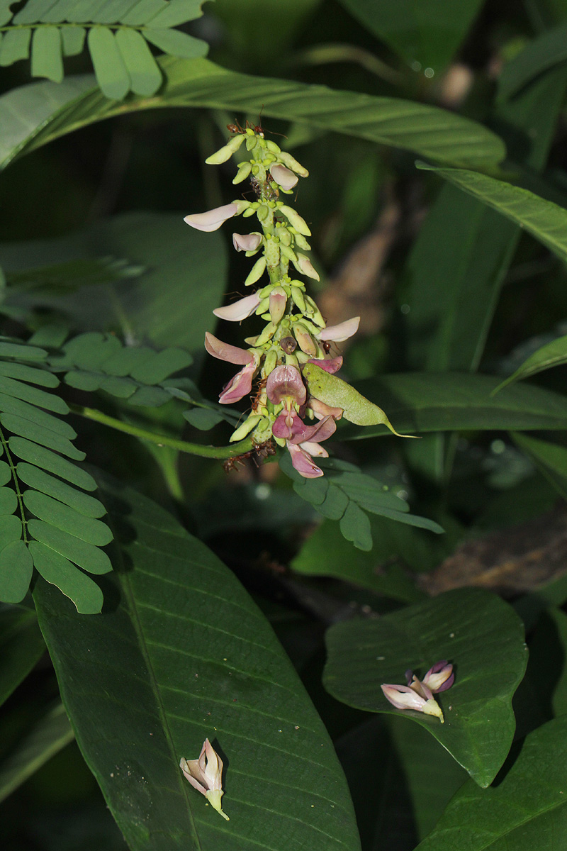 Abrus precatorius subsp. africanus Abrus precatorius subsp. africanus