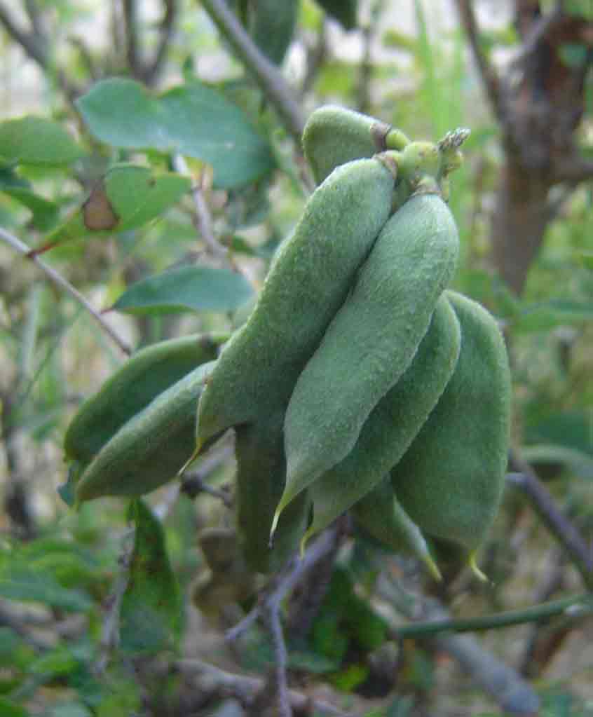 Abrus precatorius subsp. africanus