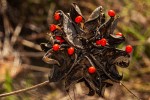Abrus precatorius subsp. africanus