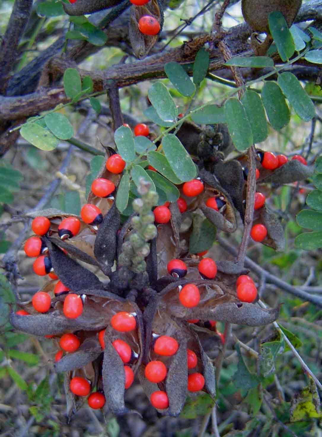 Abrus precatorius subsp. africanus Abrus precatorius subsp. africanus
