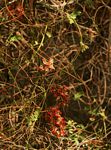 Abrus precatorius subsp. africanus