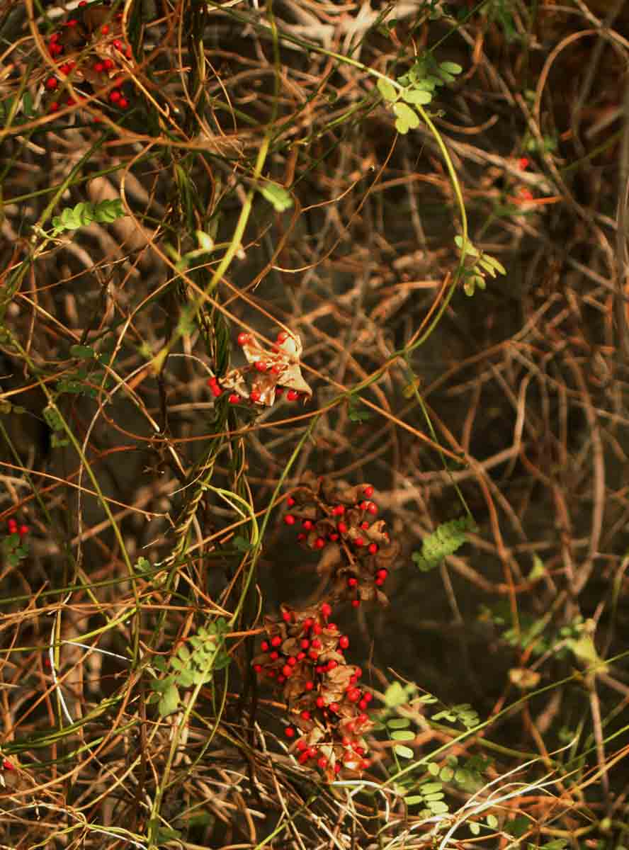 Abrus precatorius subsp. africanus Abrus precatorius subsp. africanus