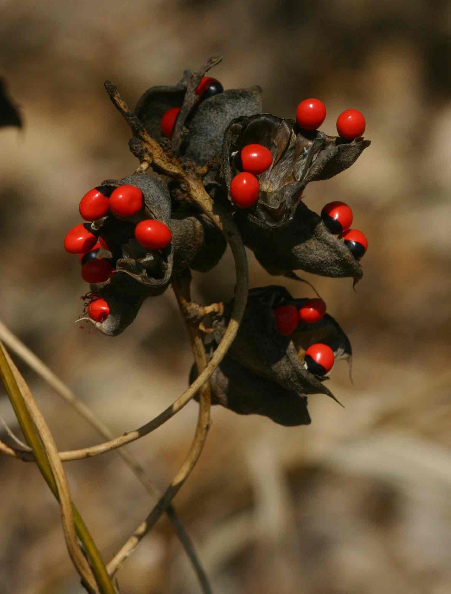 Abrus precatorius subsp. africanus Abrus precatorius subsp. africanus