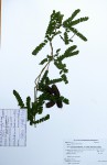 Abrus precatorius subsp. africanus