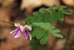 Abrus precatorius subsp. africanus