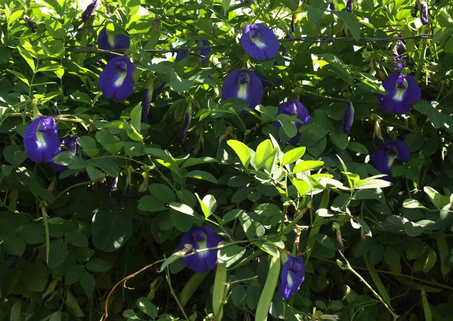 Clitoria ternatea Clitoria ternatea