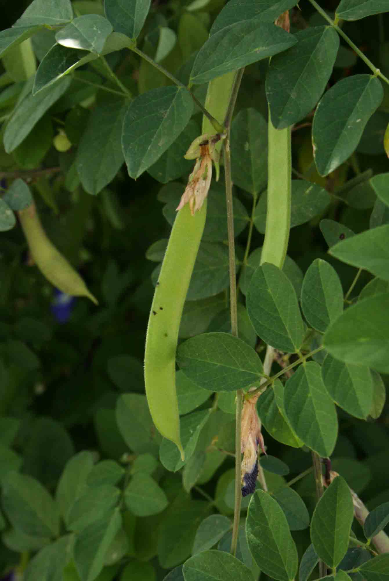 Clitoria ternatea Clitoria ternatea