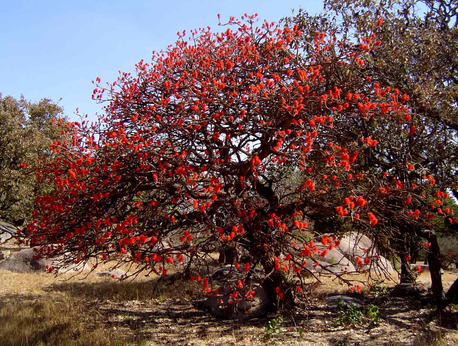 Erythrina abyssinica Erythrina abyssinica