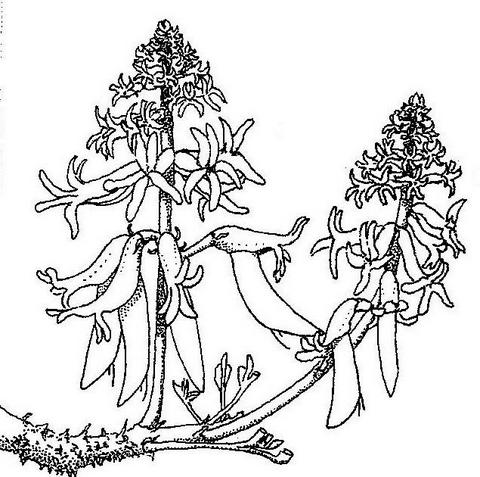 Erythrina abyssinica Erythrina abyssinica