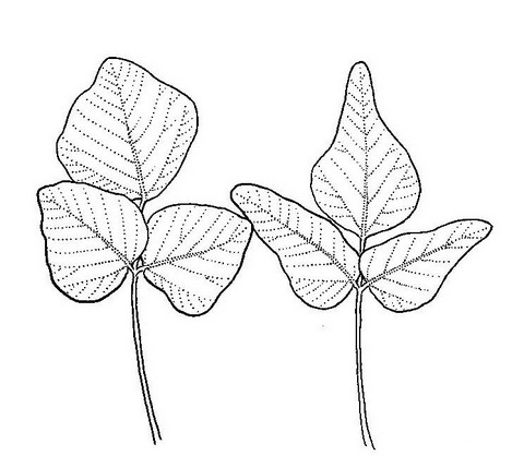 Erythrina abyssinica Erythrina abyssinica