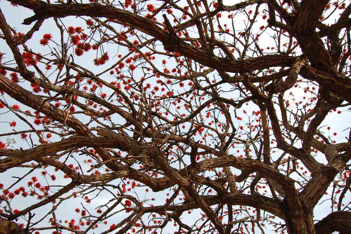 Erythrina abyssinica
