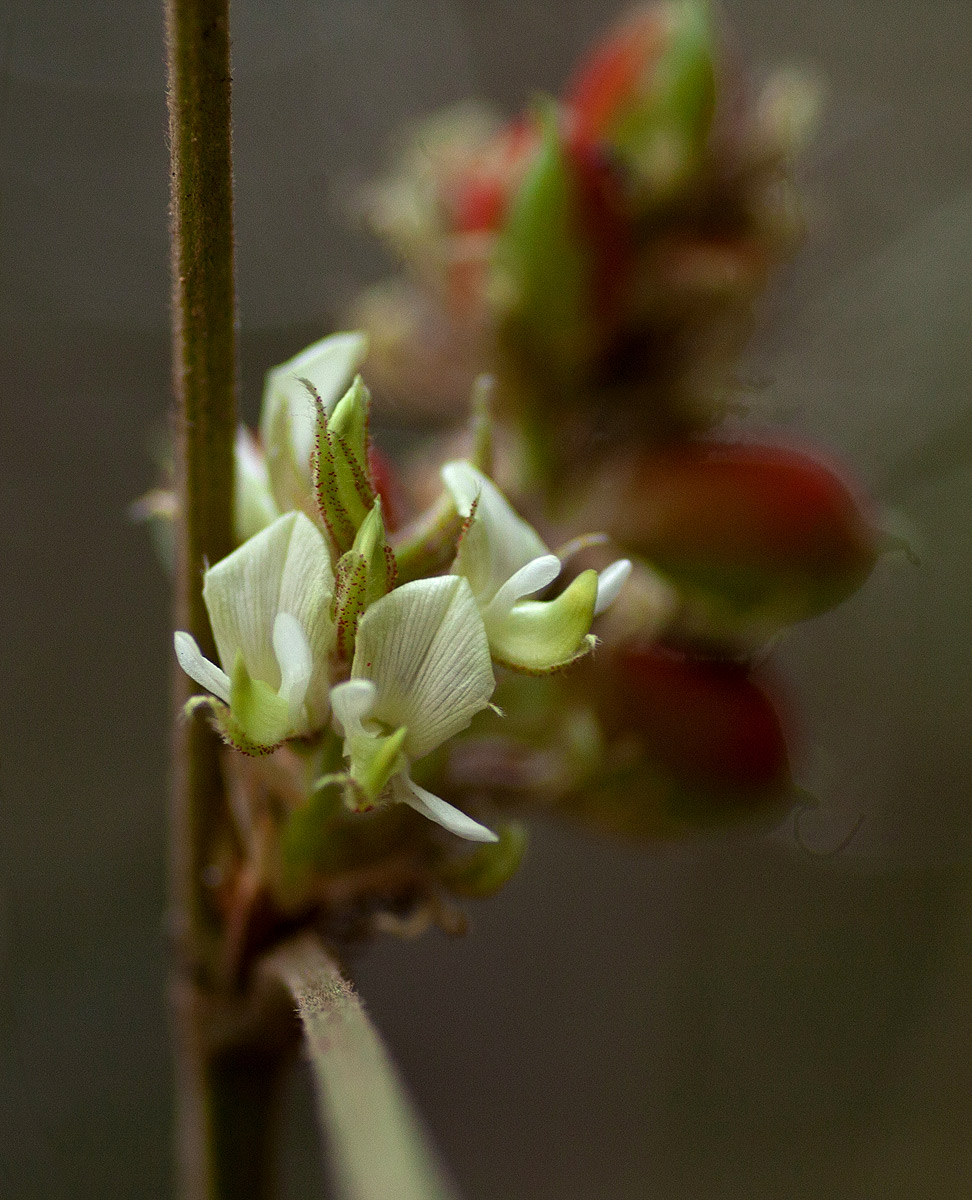 Flemingia grahamiana Flemingia grahamiana