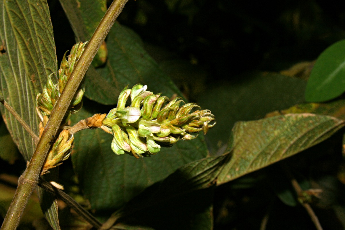 Flemingia grahamiana Flemingia grahamiana