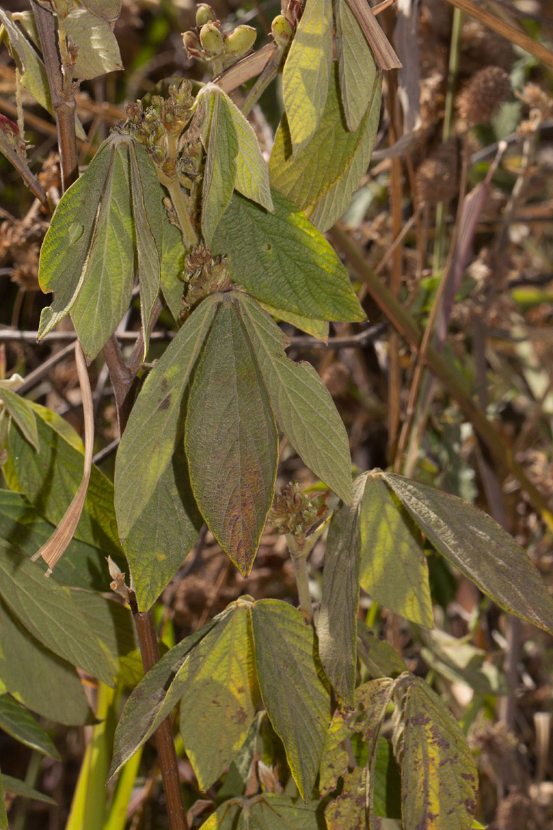 Flemingia grahamiana Flemingia grahamiana