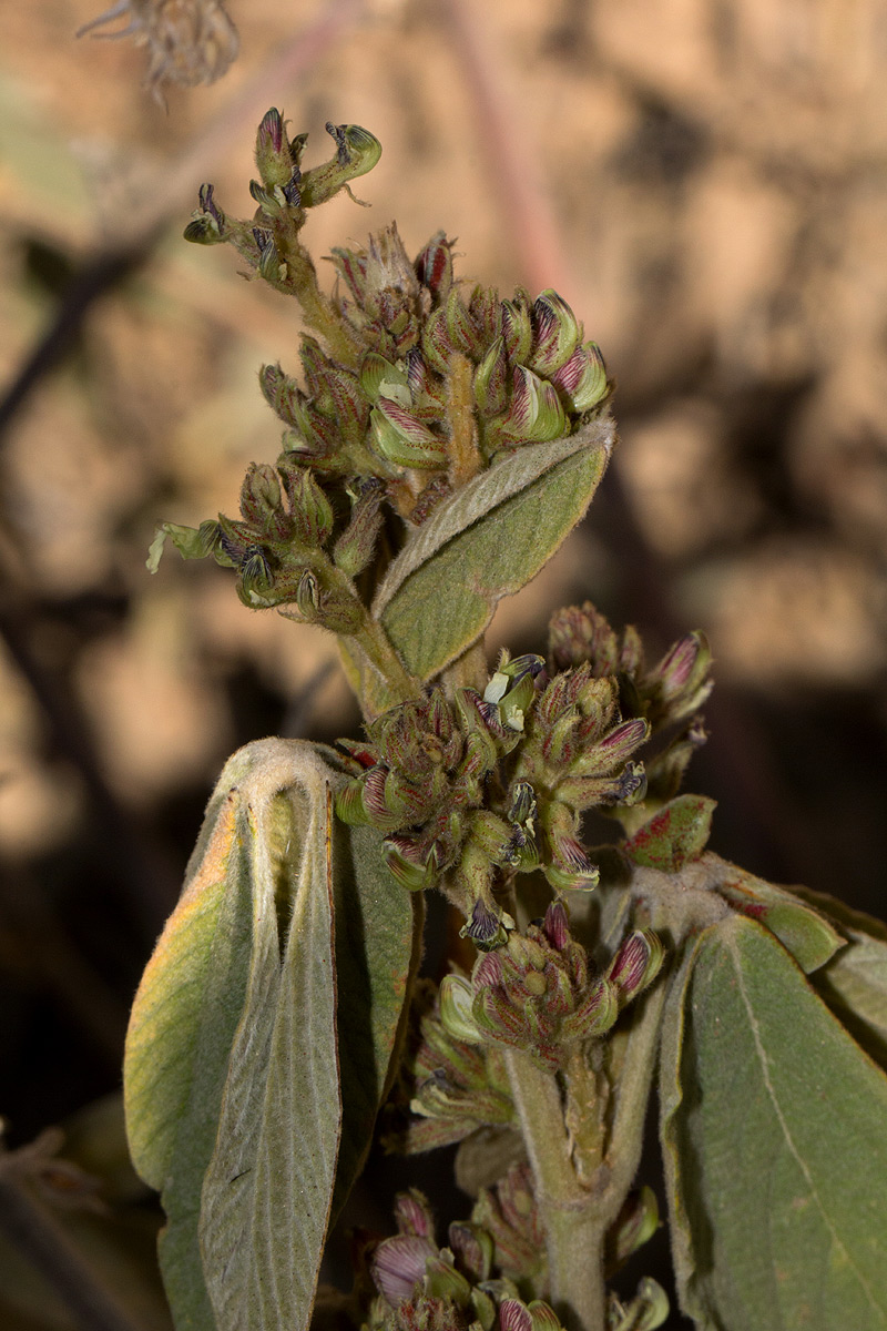 Flemingia grahamiana Flemingia grahamiana