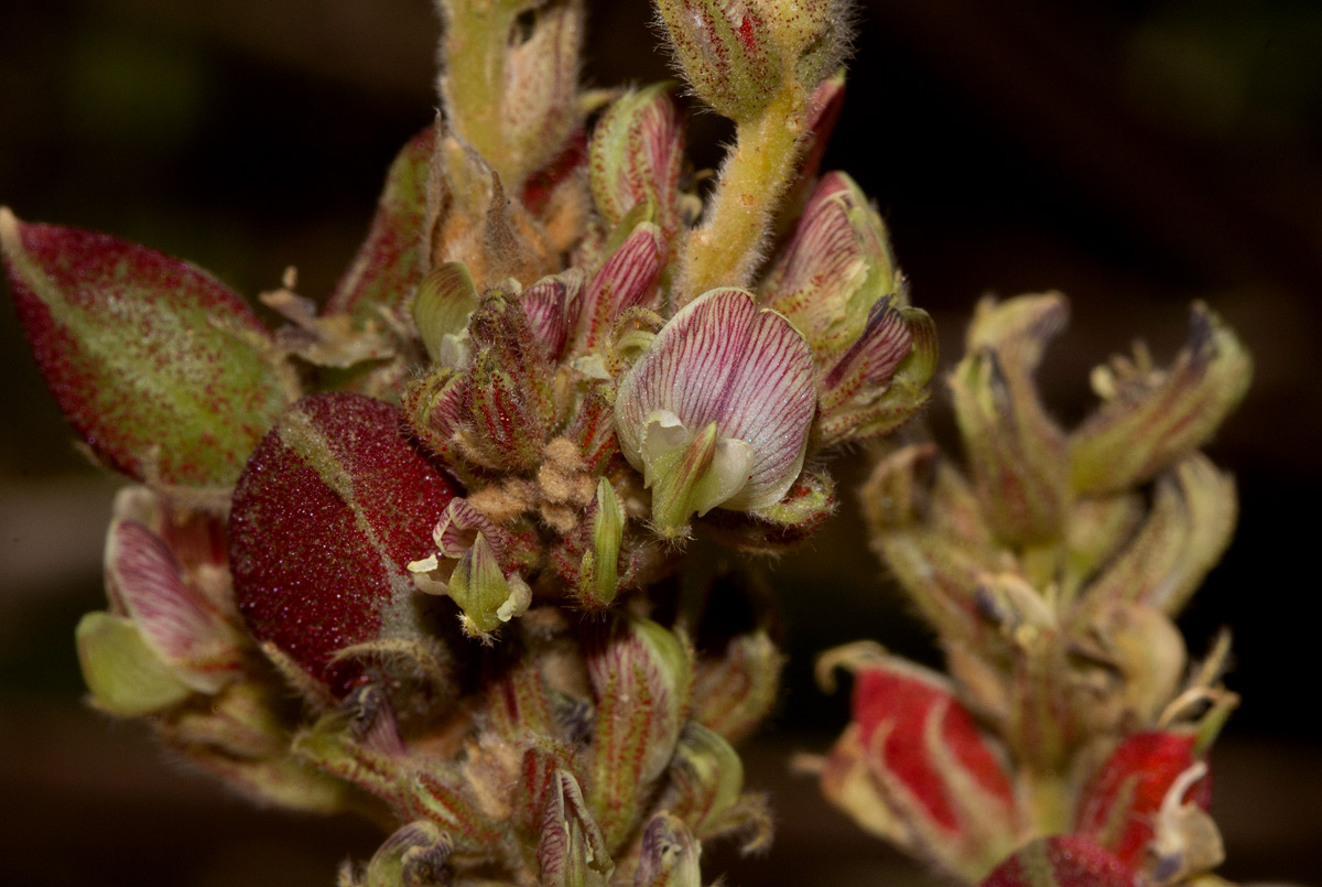 Flemingia grahamiana Flemingia grahamiana