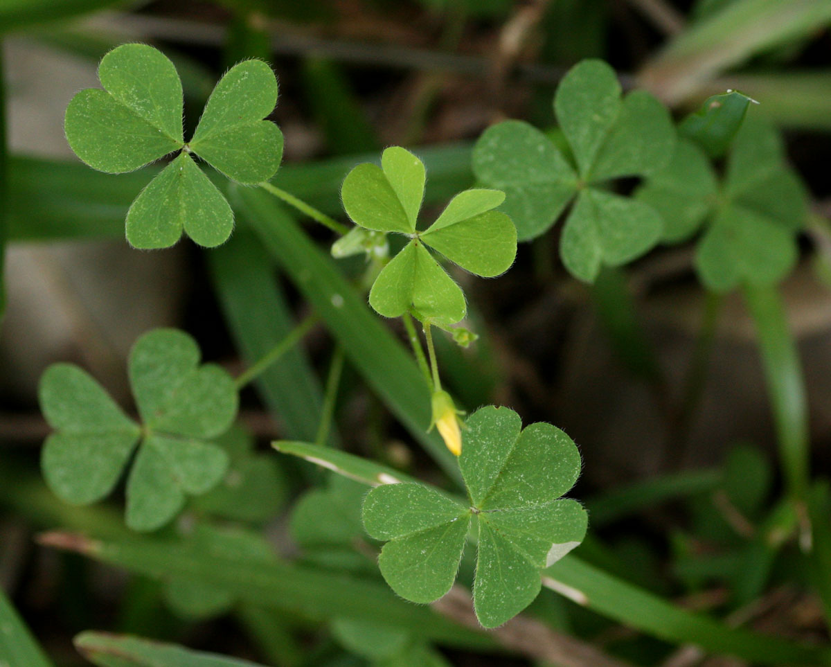 Oxalis corniculata Oxalis corniculata