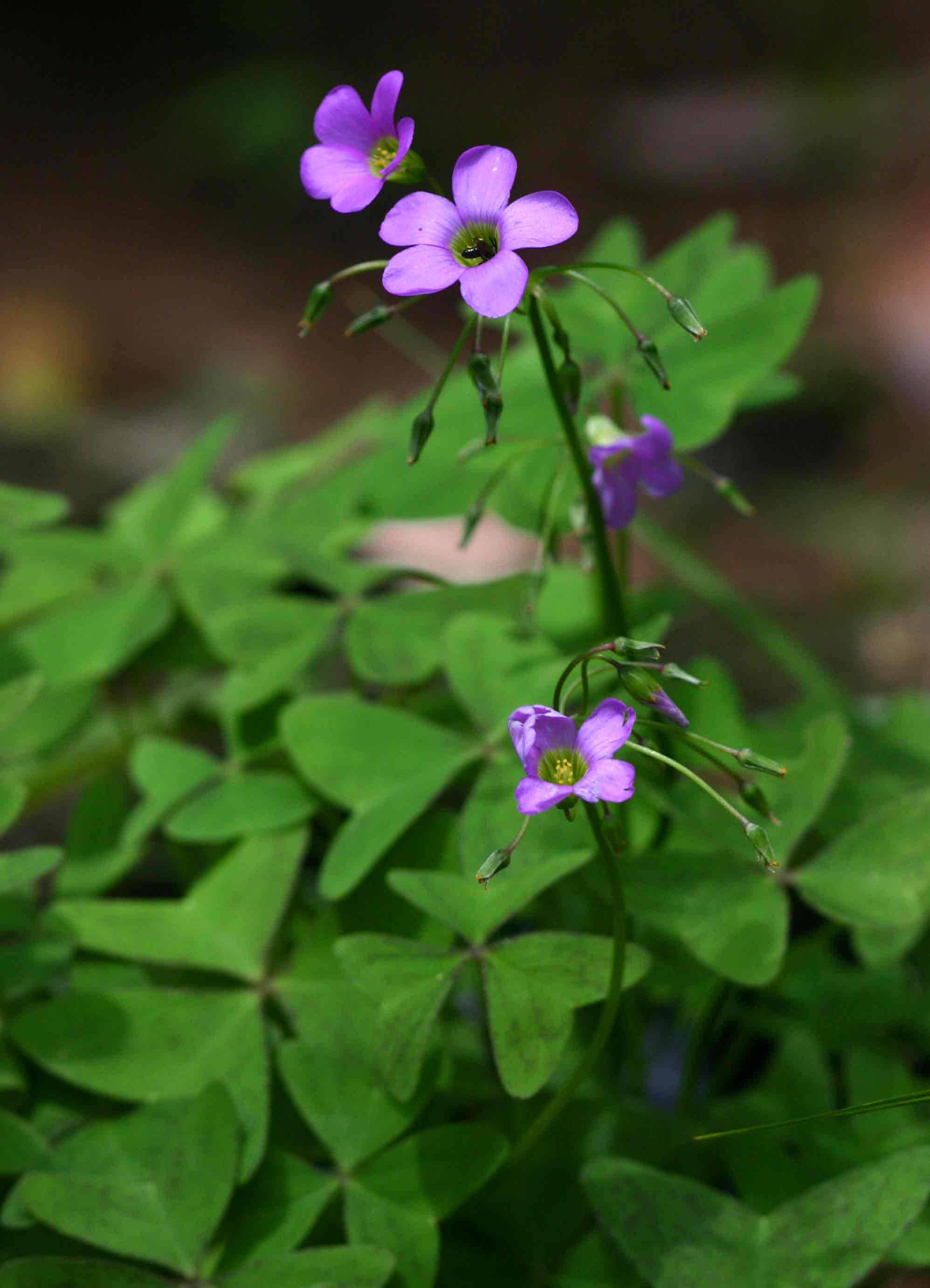Oxalis latifolia Oxalis latifolia