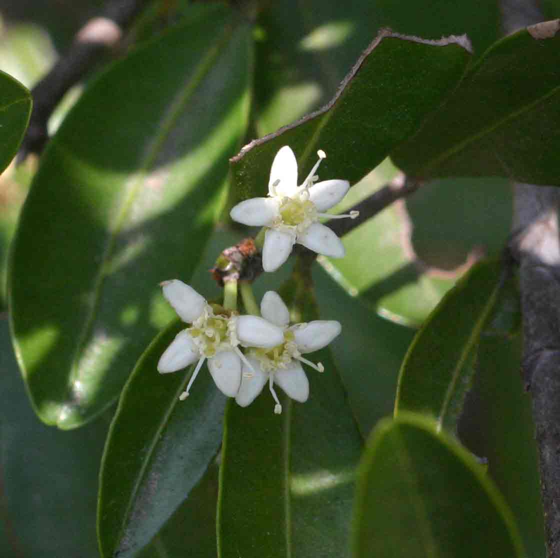 Erythroxylum emarginatum Erythroxylum emarginatum