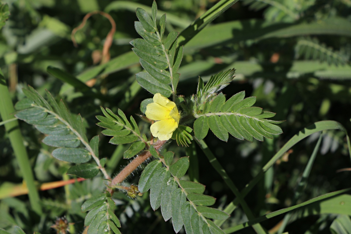 Tribulus terrestris Tribulus terrestris