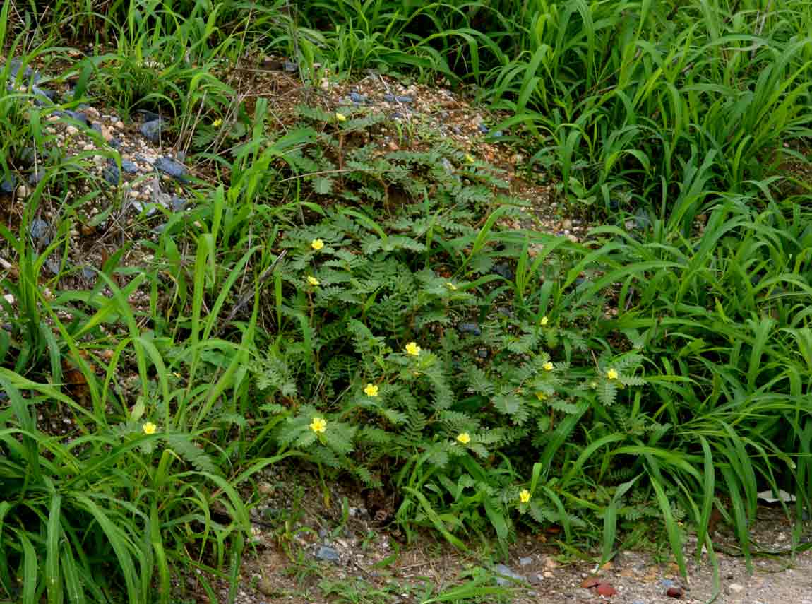 Tribulus terrestris