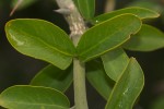 Balanites aegyptiaca var. aegyptiaca
